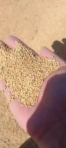 Mäş arpa jöwen künji - Дашогуз - img 1