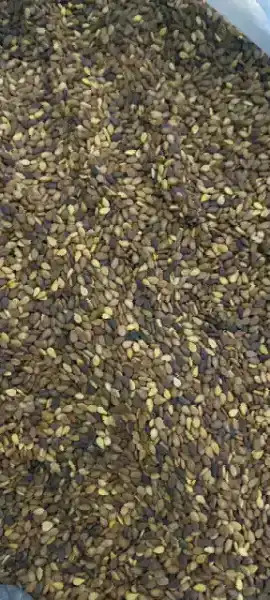 Mäş arpa jöwen künji - Дашогуз - img 4