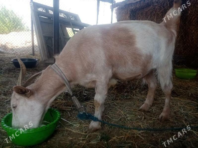 geçiler - Дянев - img 1