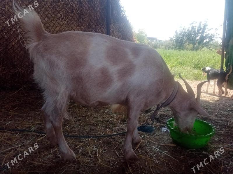 geçiler - Дянев - img 2