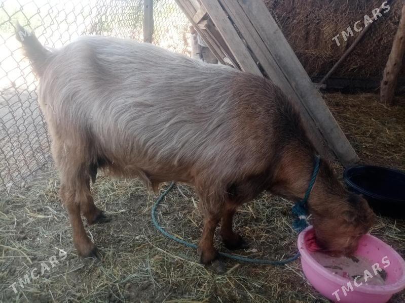 geçiler - Дянев - img 3