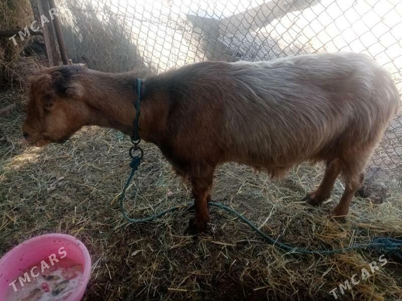 geçiler - Дянев - img 4