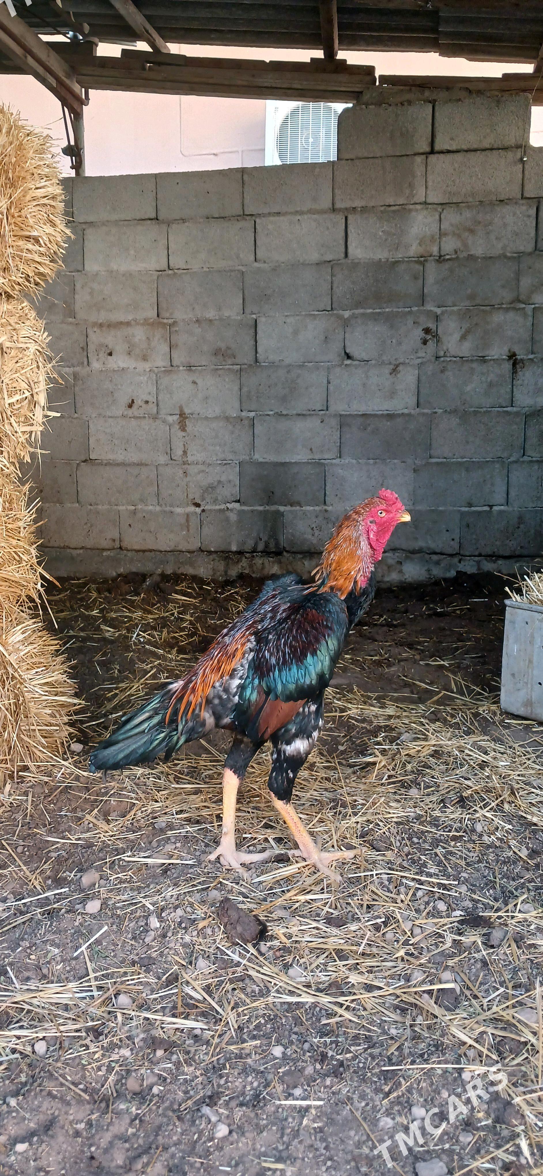 HOROZ - Çoganly - img 2