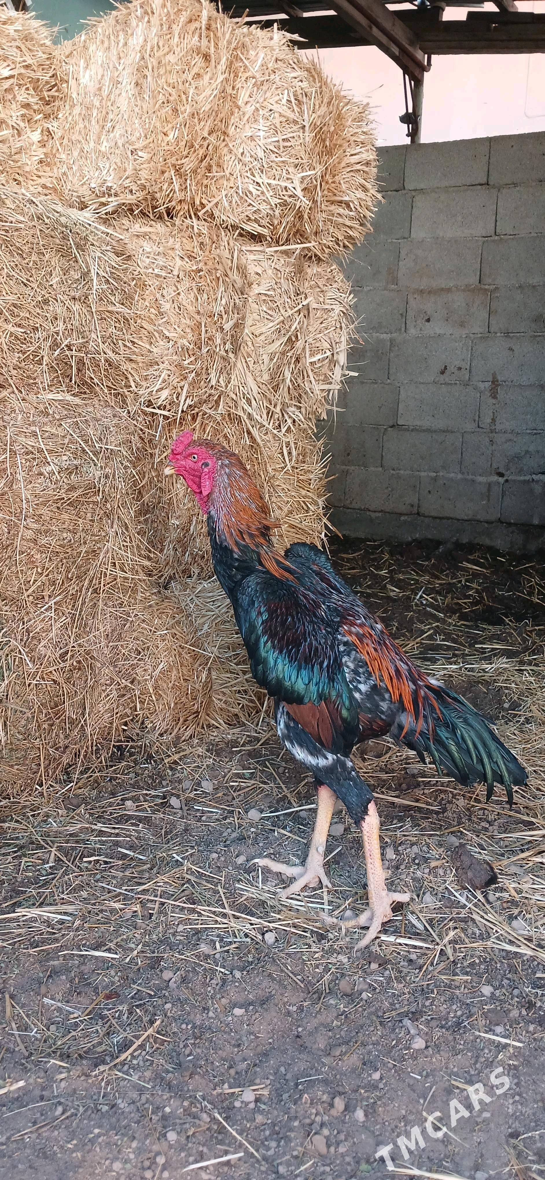 HOROZ - Çoganly - img 3
