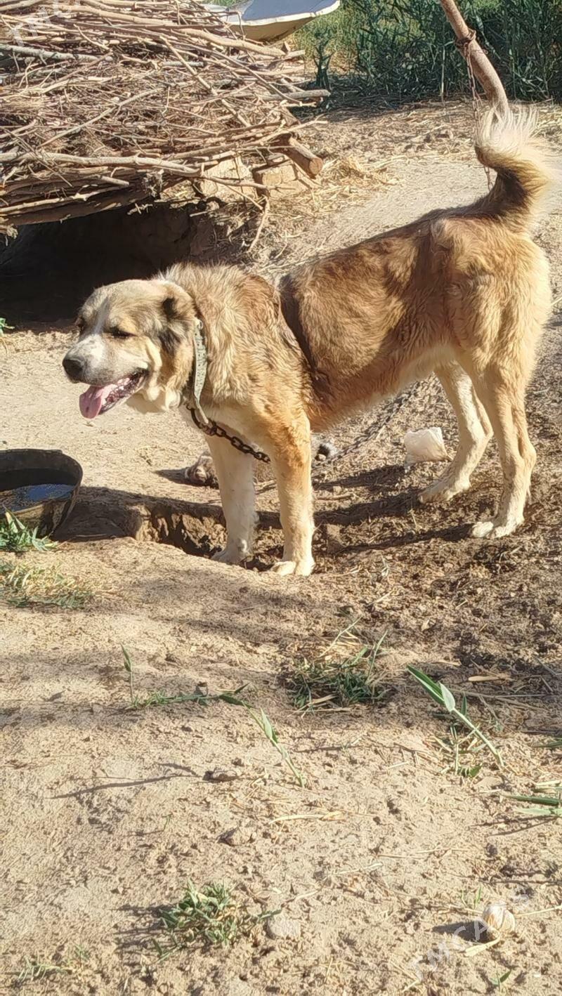 peleň - Mary - img 4