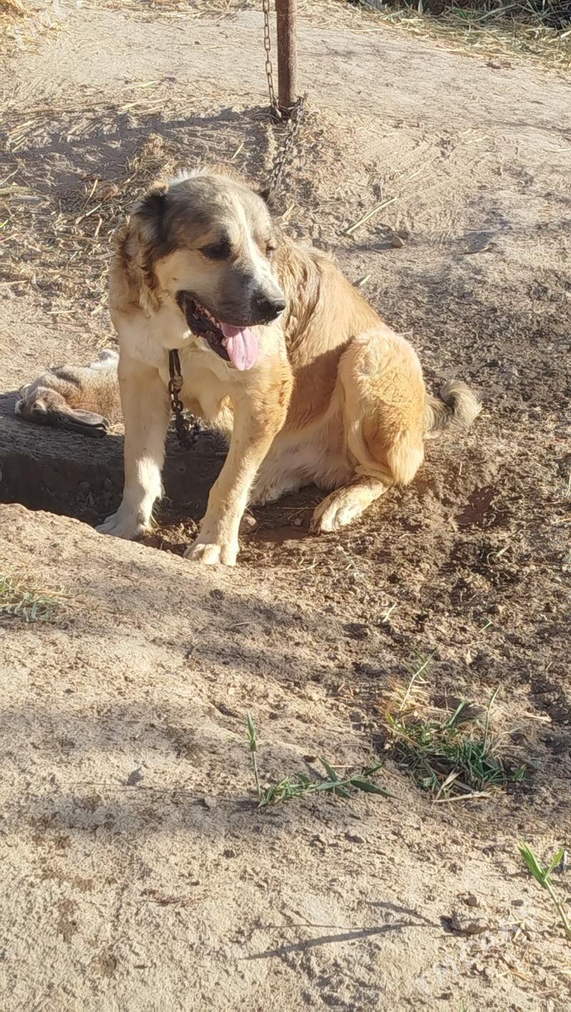 peleň - Mary - img 5