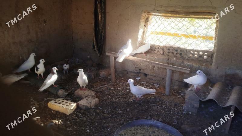 kepderi - Mary - img 6