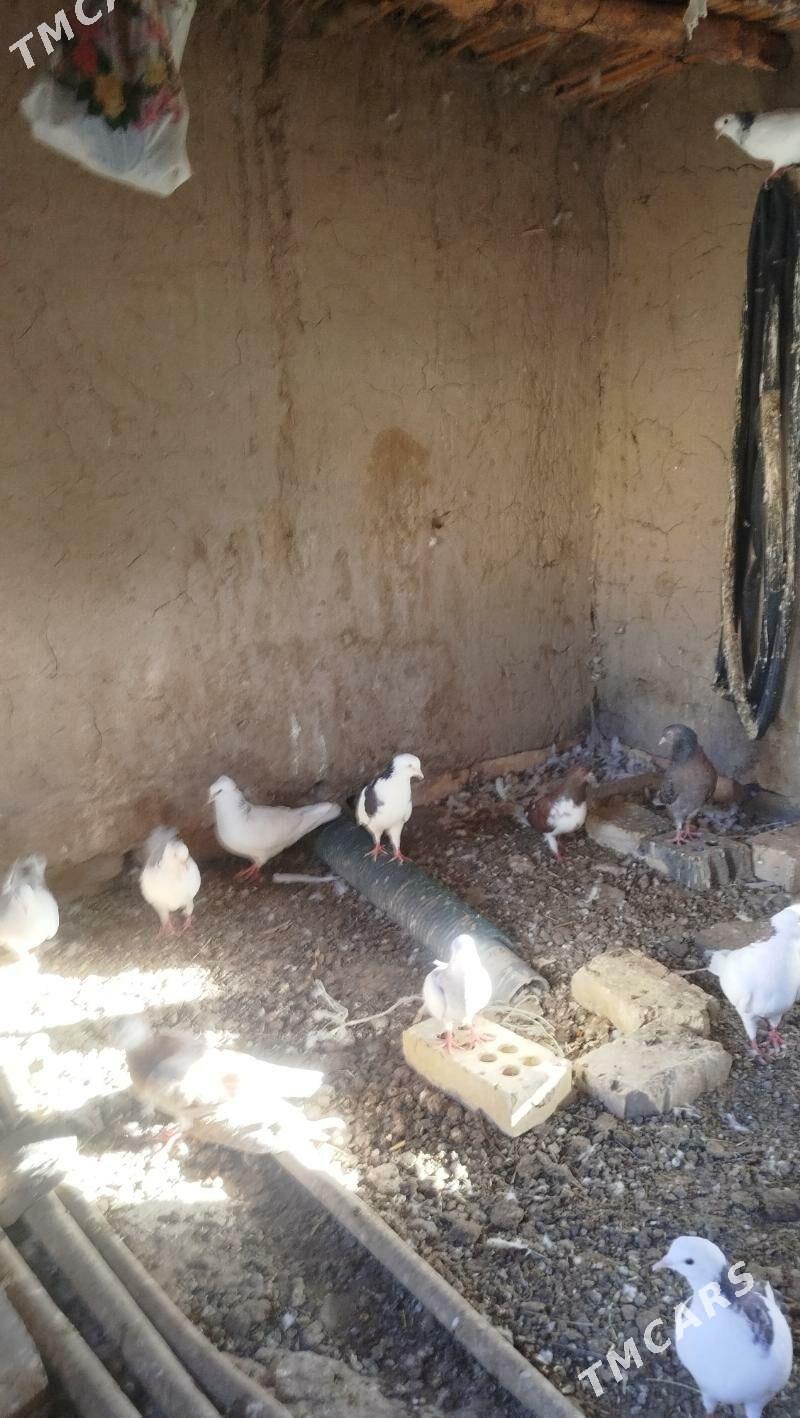 kepderi - Mary - img 3