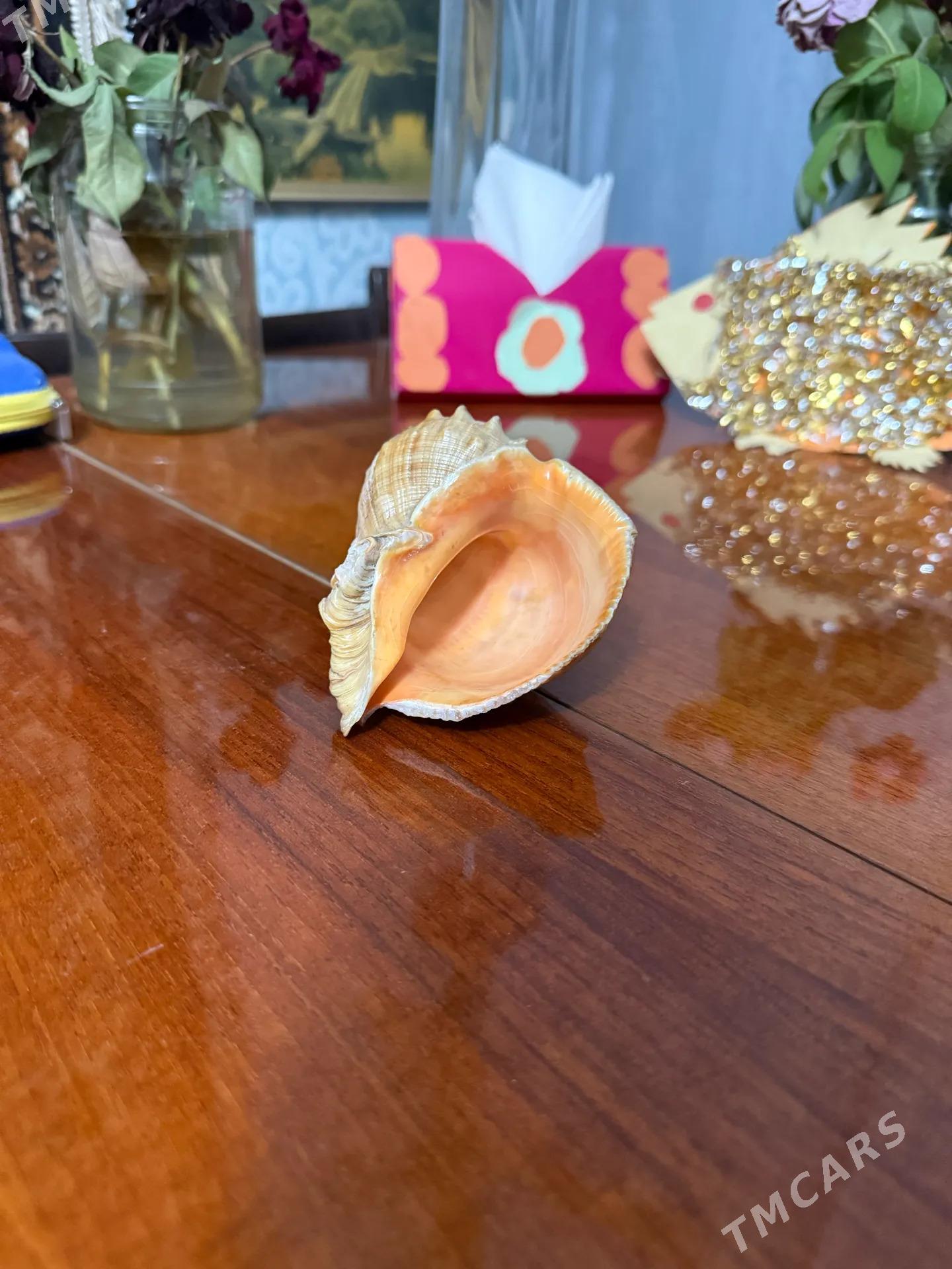 ракушка - Türkmenabat - img 2