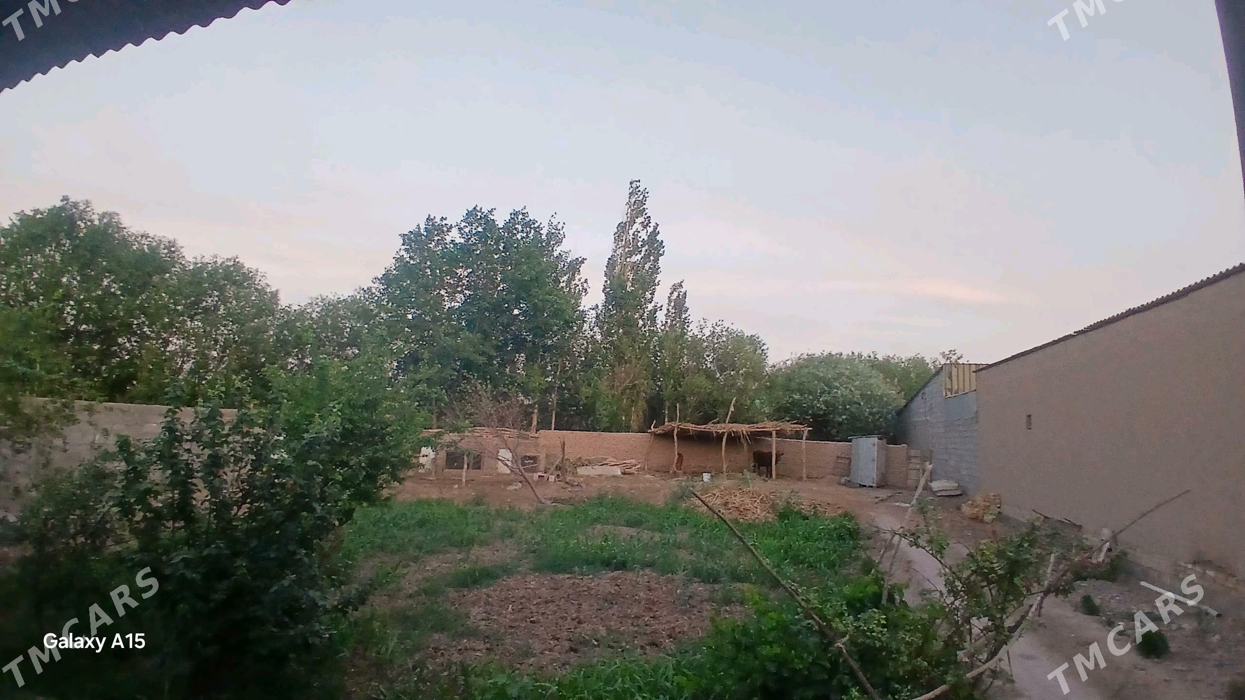 jay - Köneürgenç - img 5