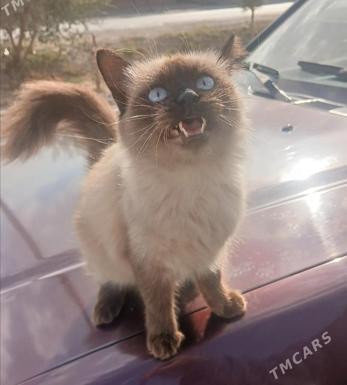 pişik - Türkmenabat - img 2