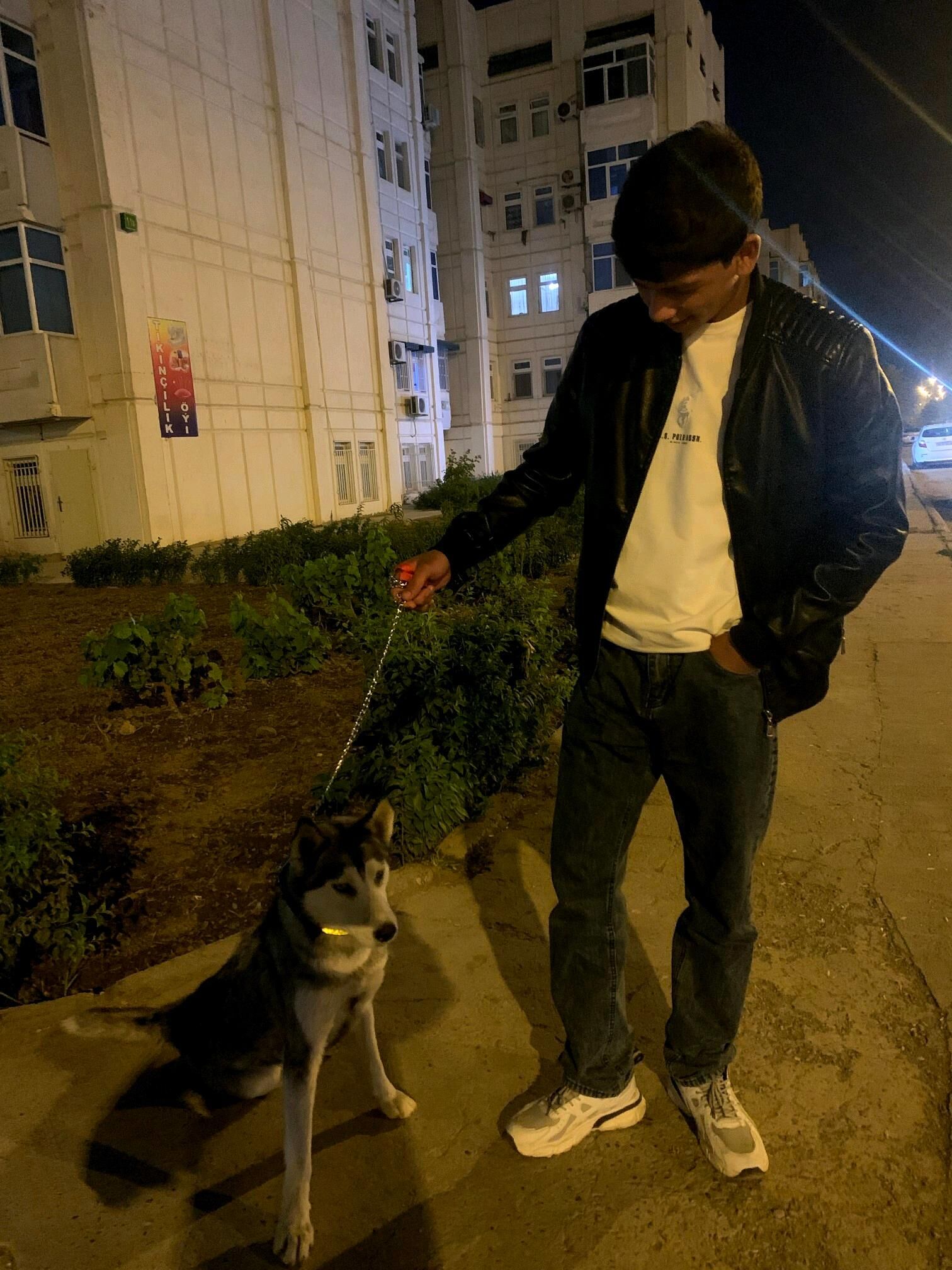 сибирский хаски - Туркменабат - img 3