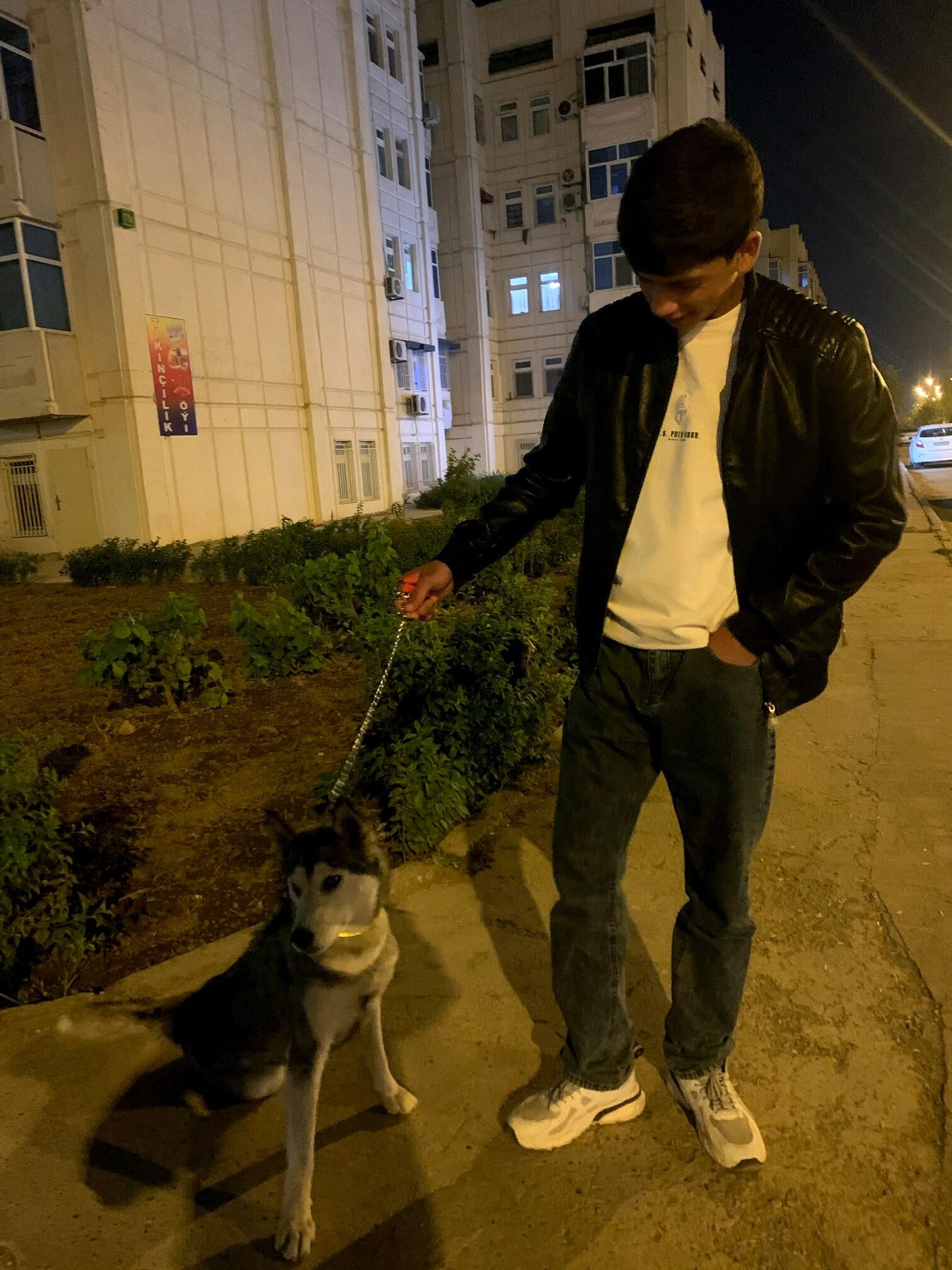 сибирский хаски - Туркменабат - img 4