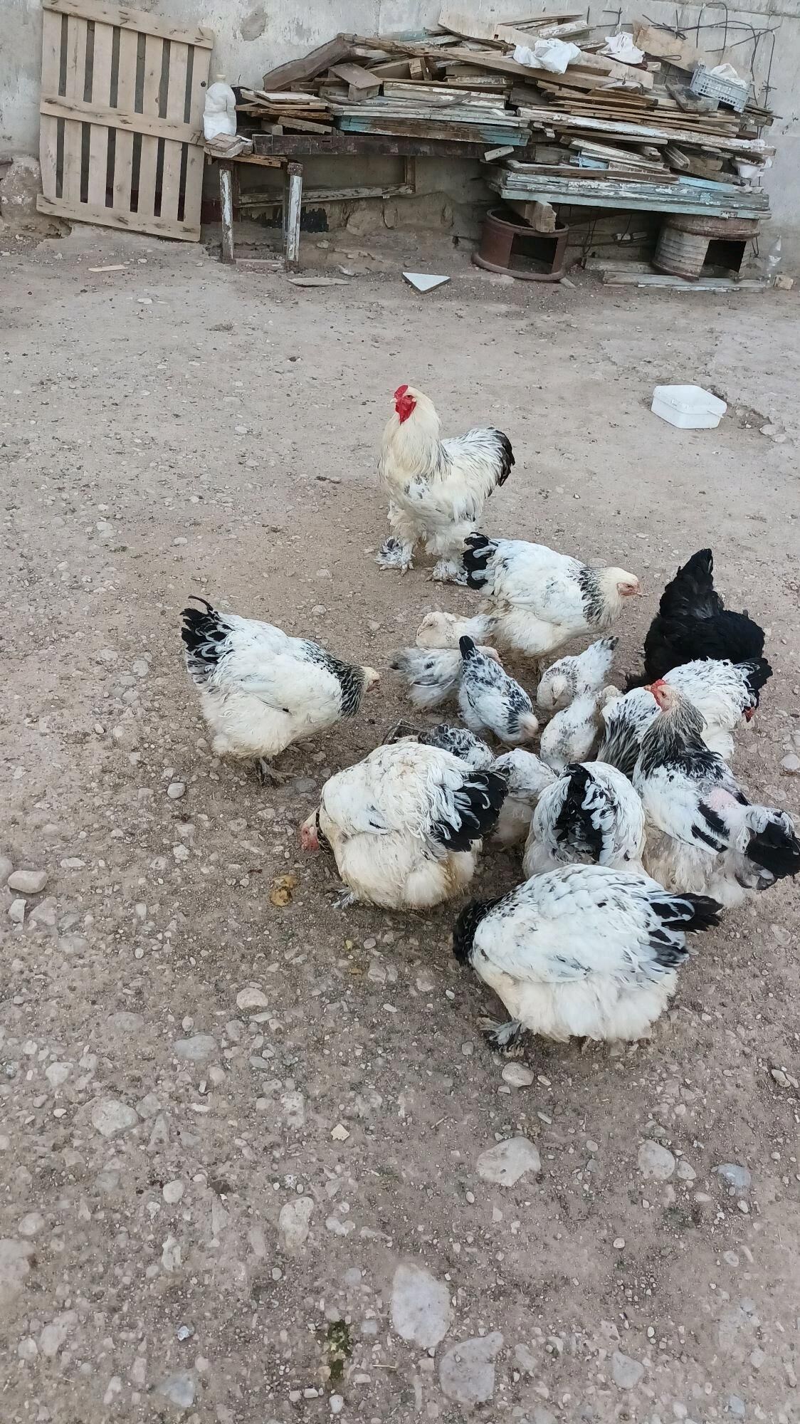 byrama yumurtga - Балканабат - img 1