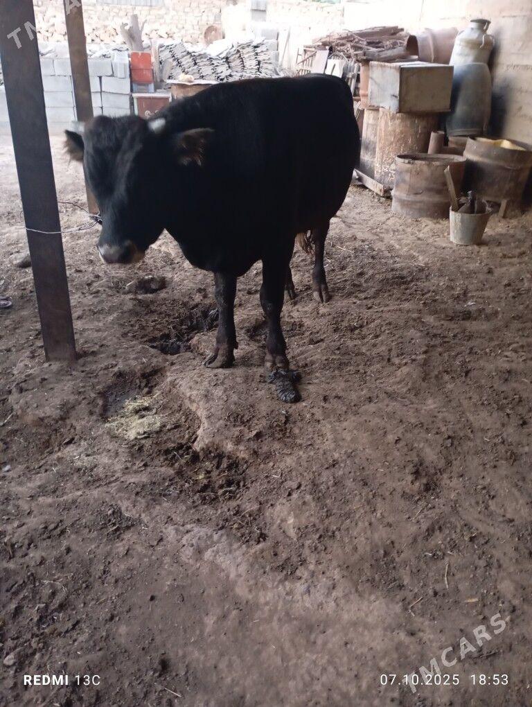öküz - Gyzylarbat - img 2