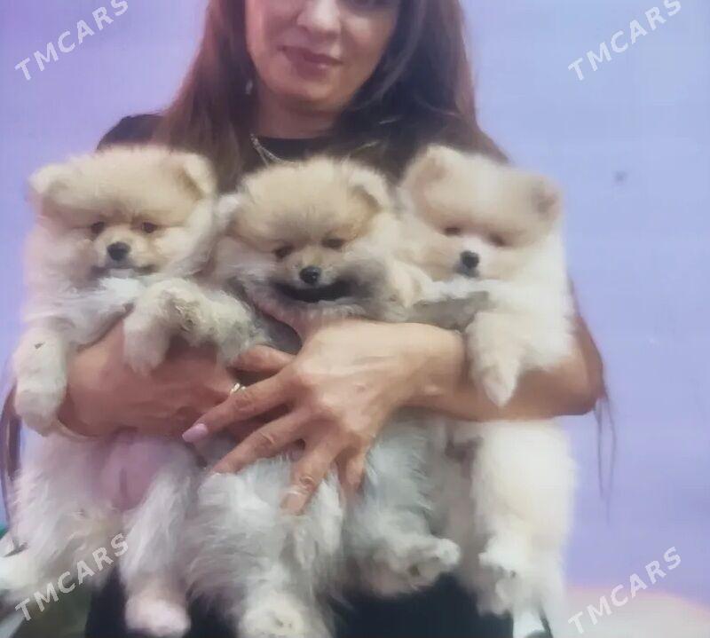 Памеранский шпиц - Ашхабад - img 4