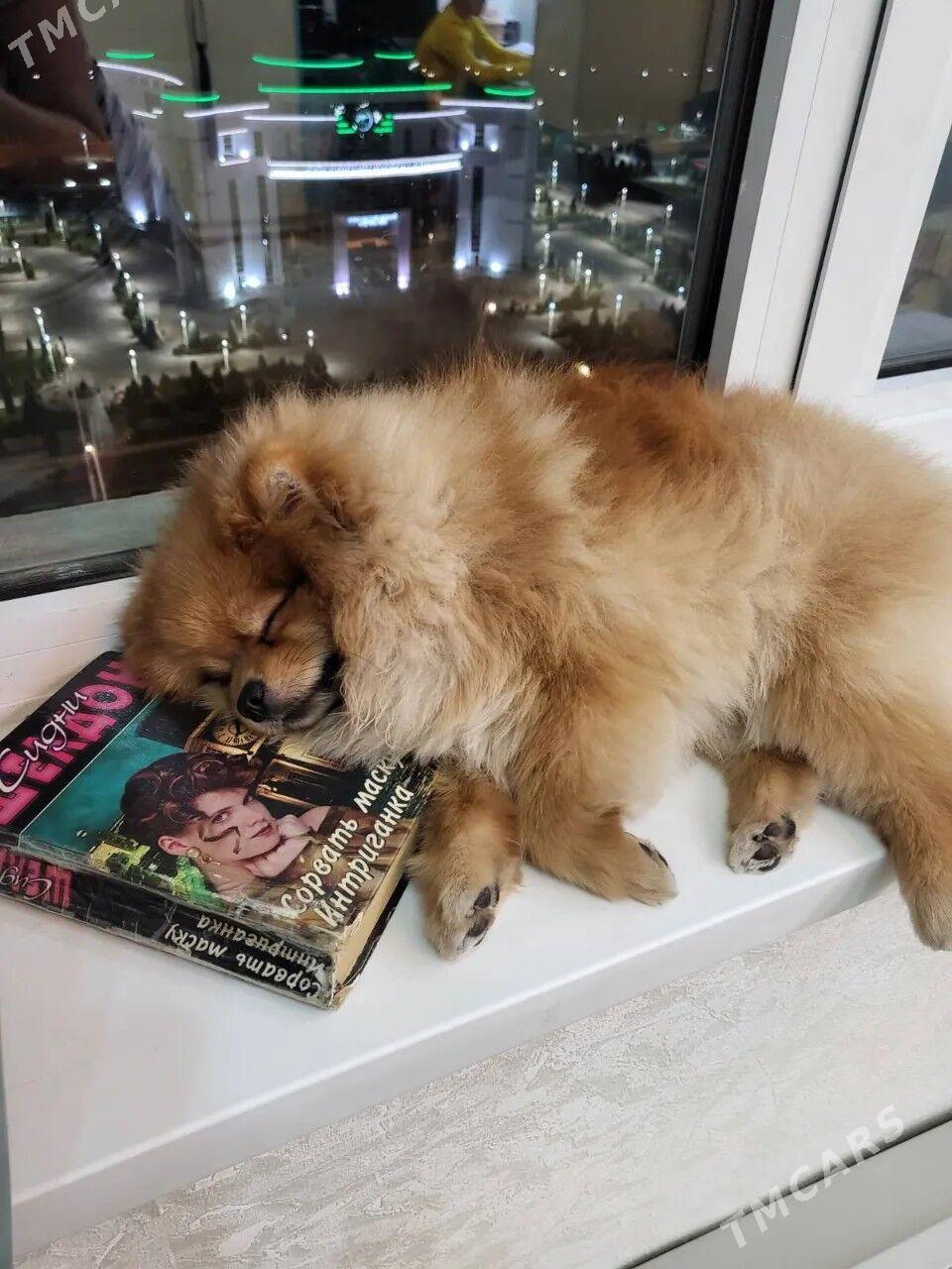 Памеранский шпиц - Ашхабад - img 8