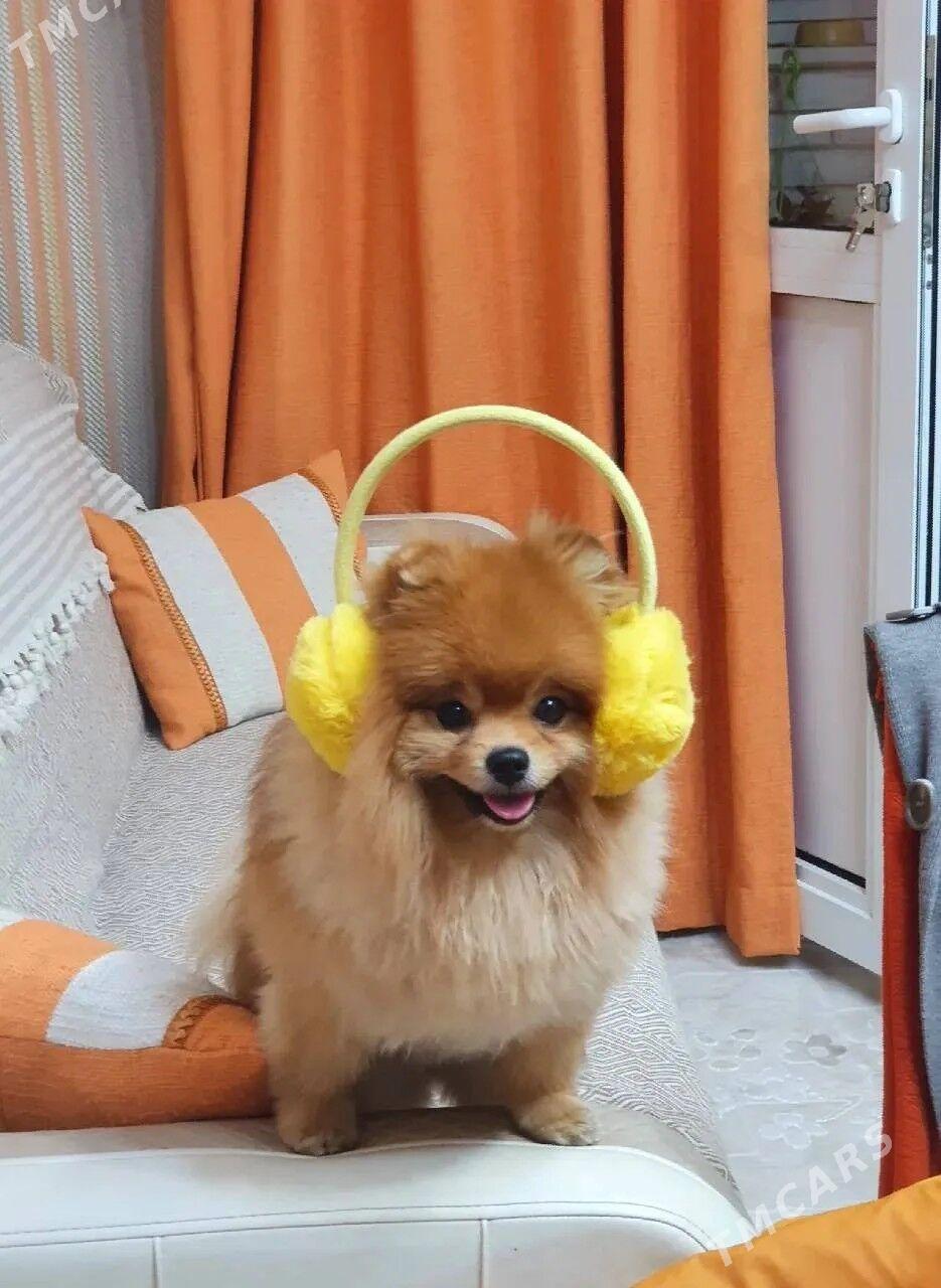 Памеранский шпиц - Ашхабад - img 2