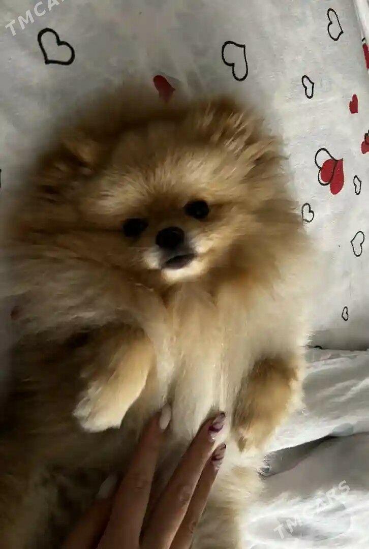 Памеранский шпиц - Ашхабад - img 6