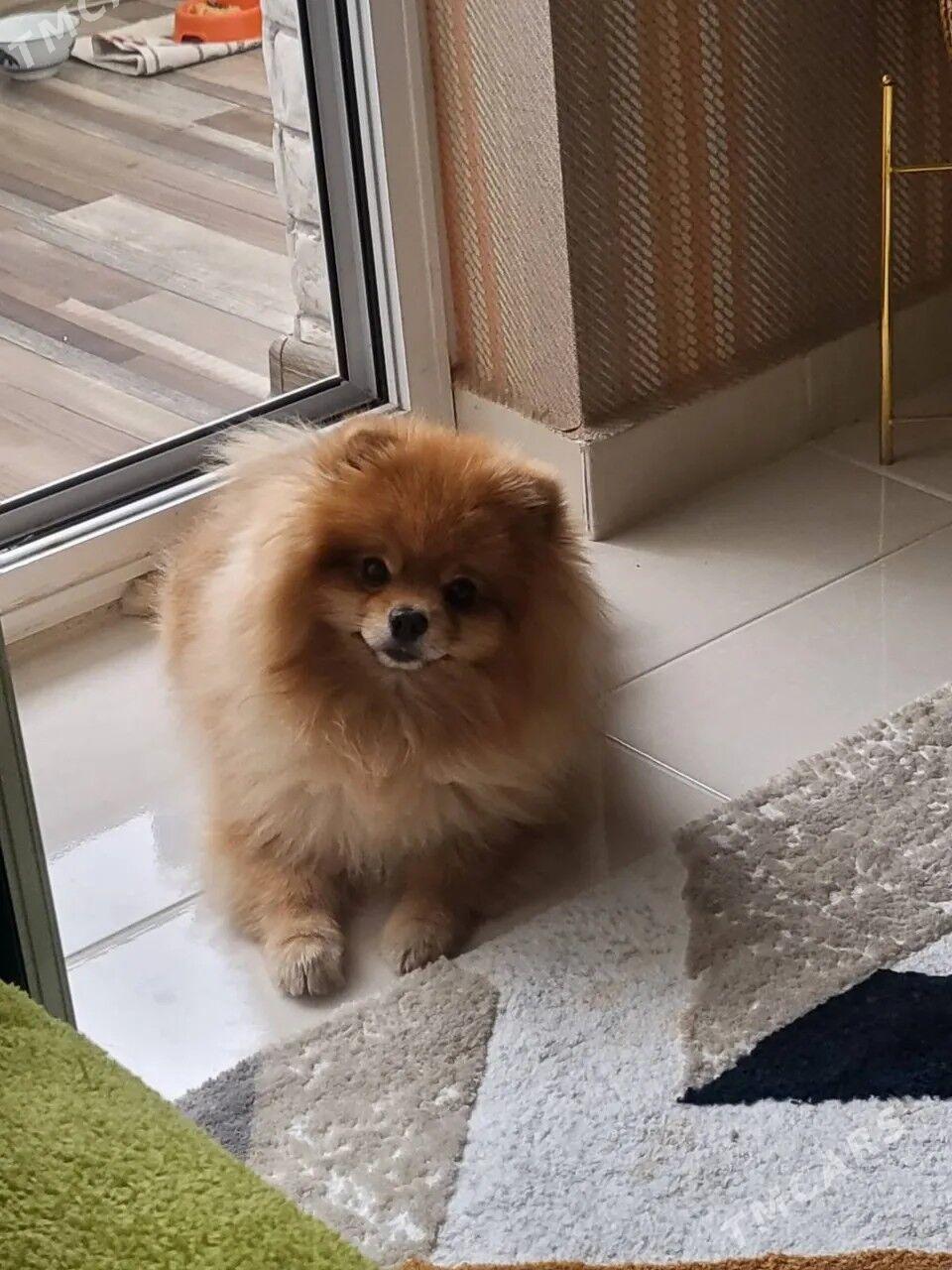 Памеранский шпиц - Ашхабад - img 5