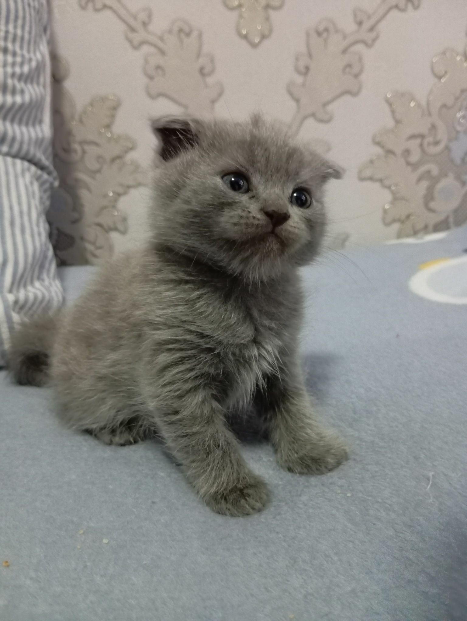 Котята шотландской породы - Мары - img 6