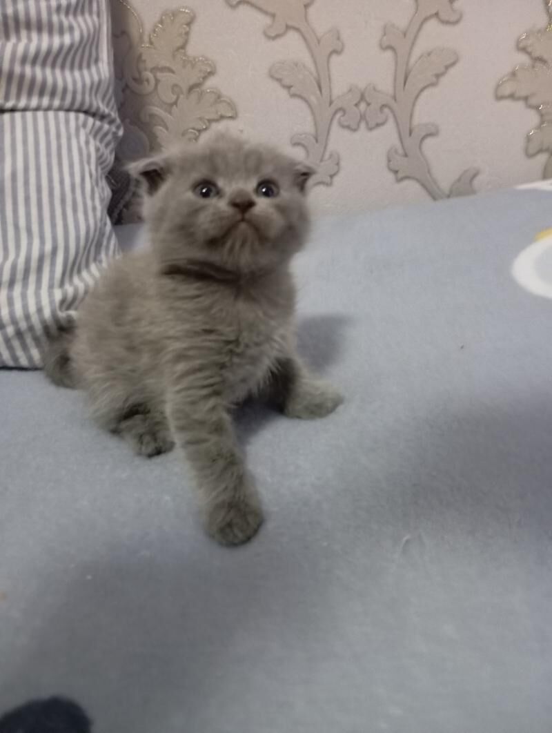 Котята шотландской породы - Мары - img 5