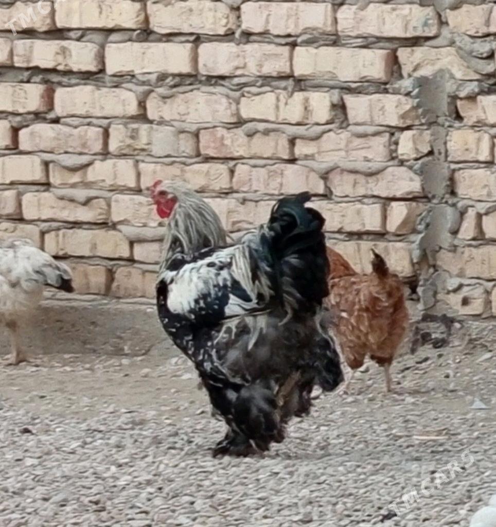 horoz - Balkanabat - img 2
