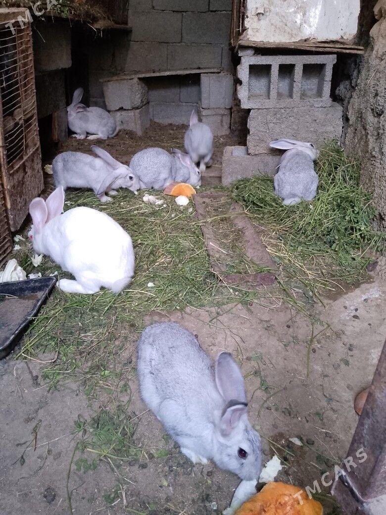 welikan çagalary - Махтумкули - img 4