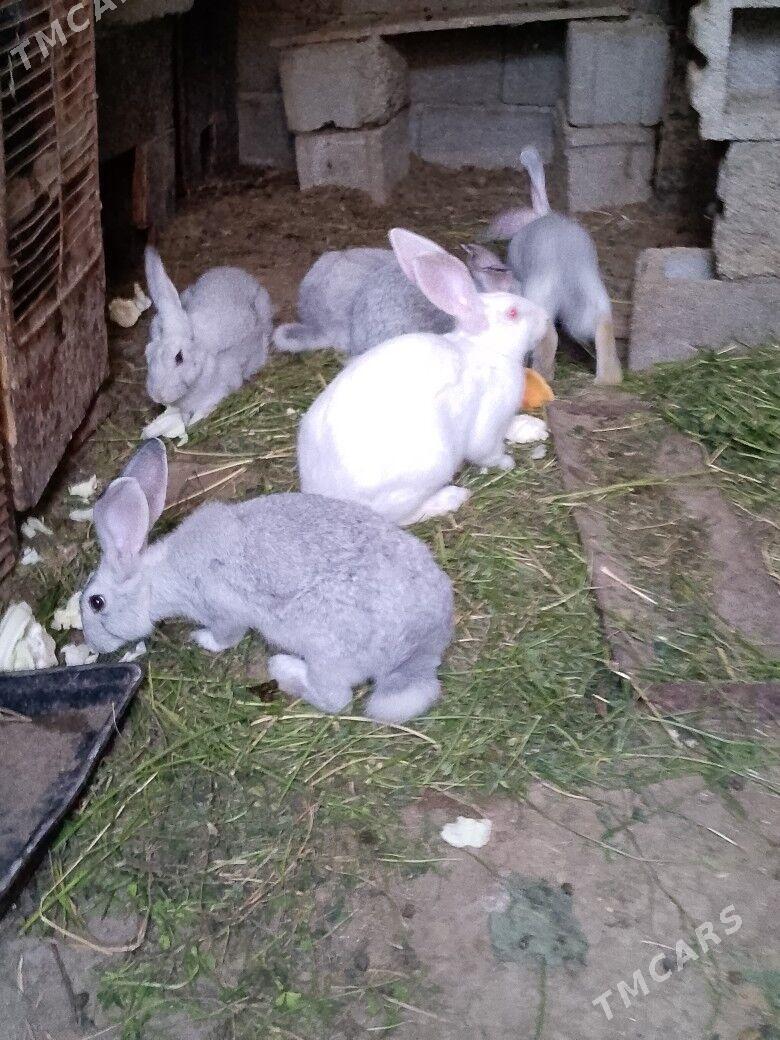 welikan çagalary - Махтумкули - img 2