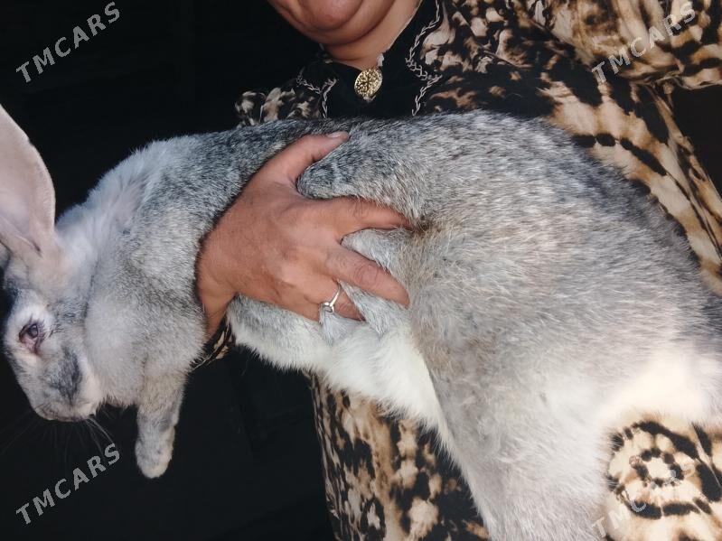 welikan çagalary - Махтумкули - img 3