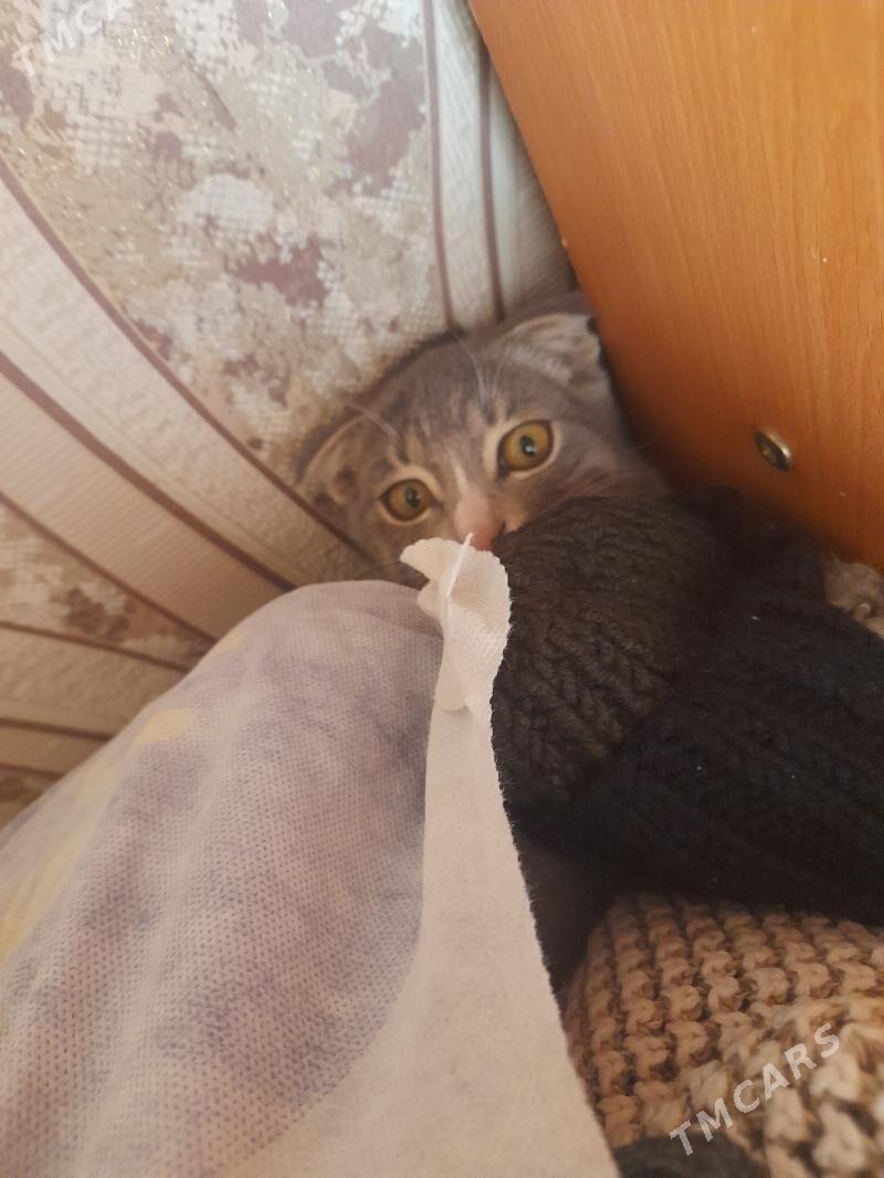 Parodisty pişik - Çärjew - img 2