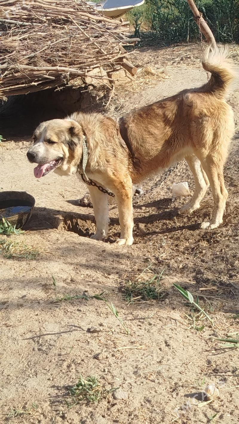 peleň - Mary - img 3