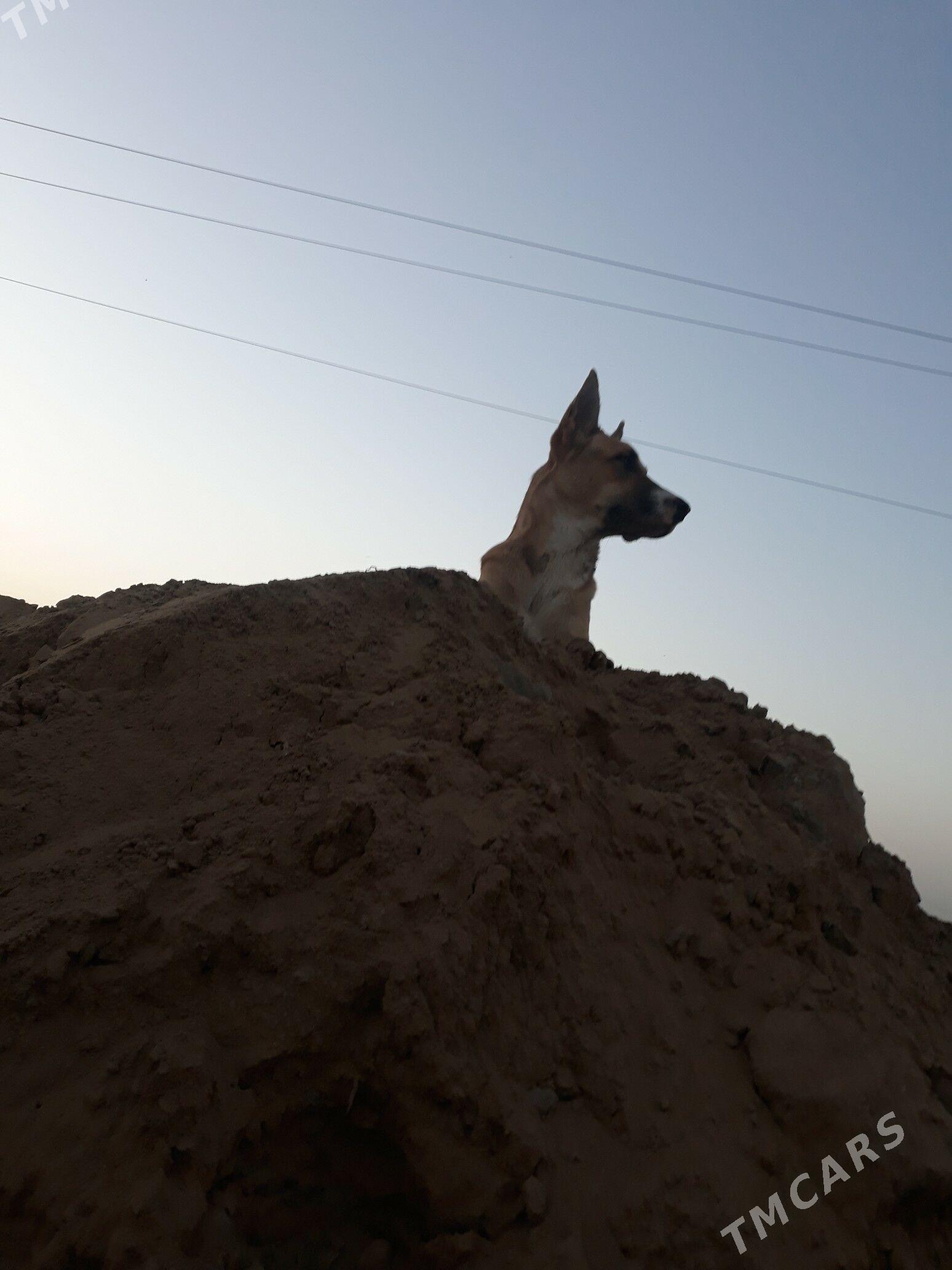 muhtar awcarka - Murgap - img 2