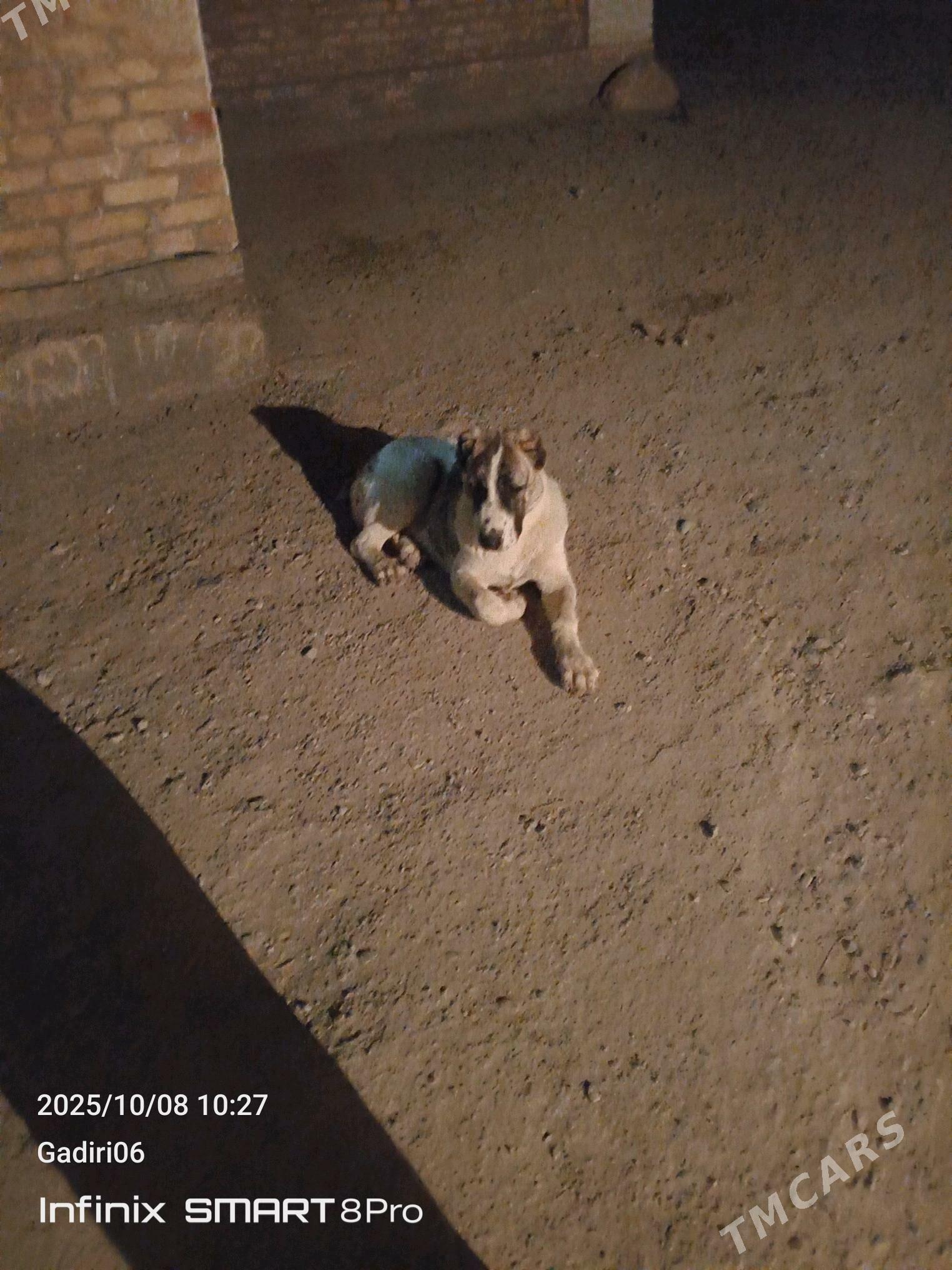 Turkmen it - Mary - img 1