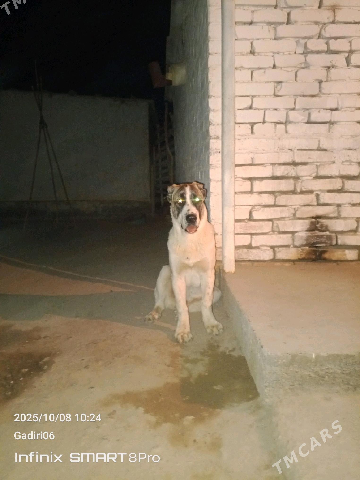 Turkmen it - Mary - img 3