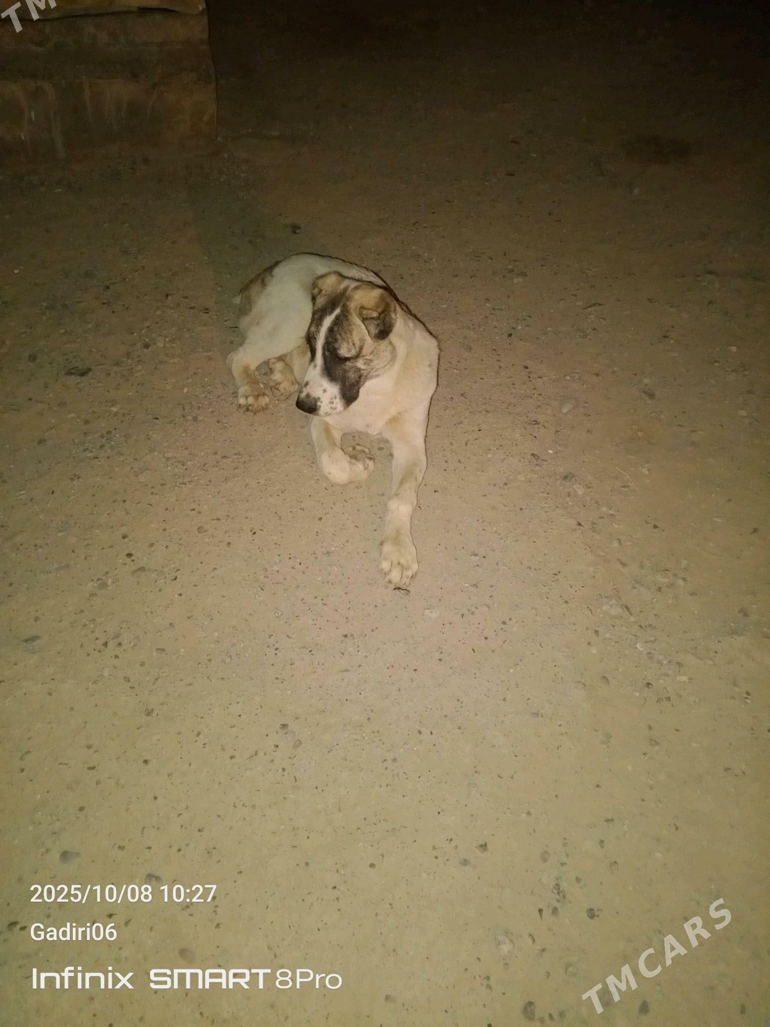 Turkmen it - Mary - img 2