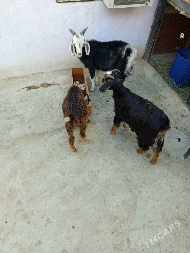 çebiş - Balkanabat - img 2