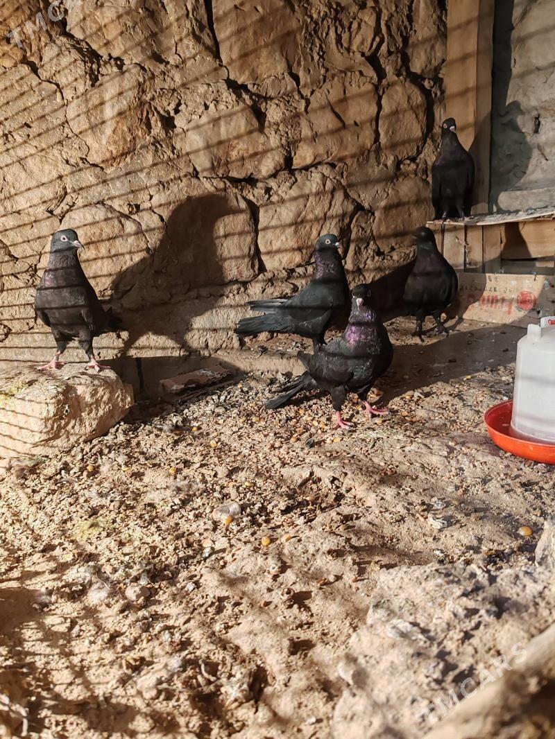 Kepderi - Jebel - img 3