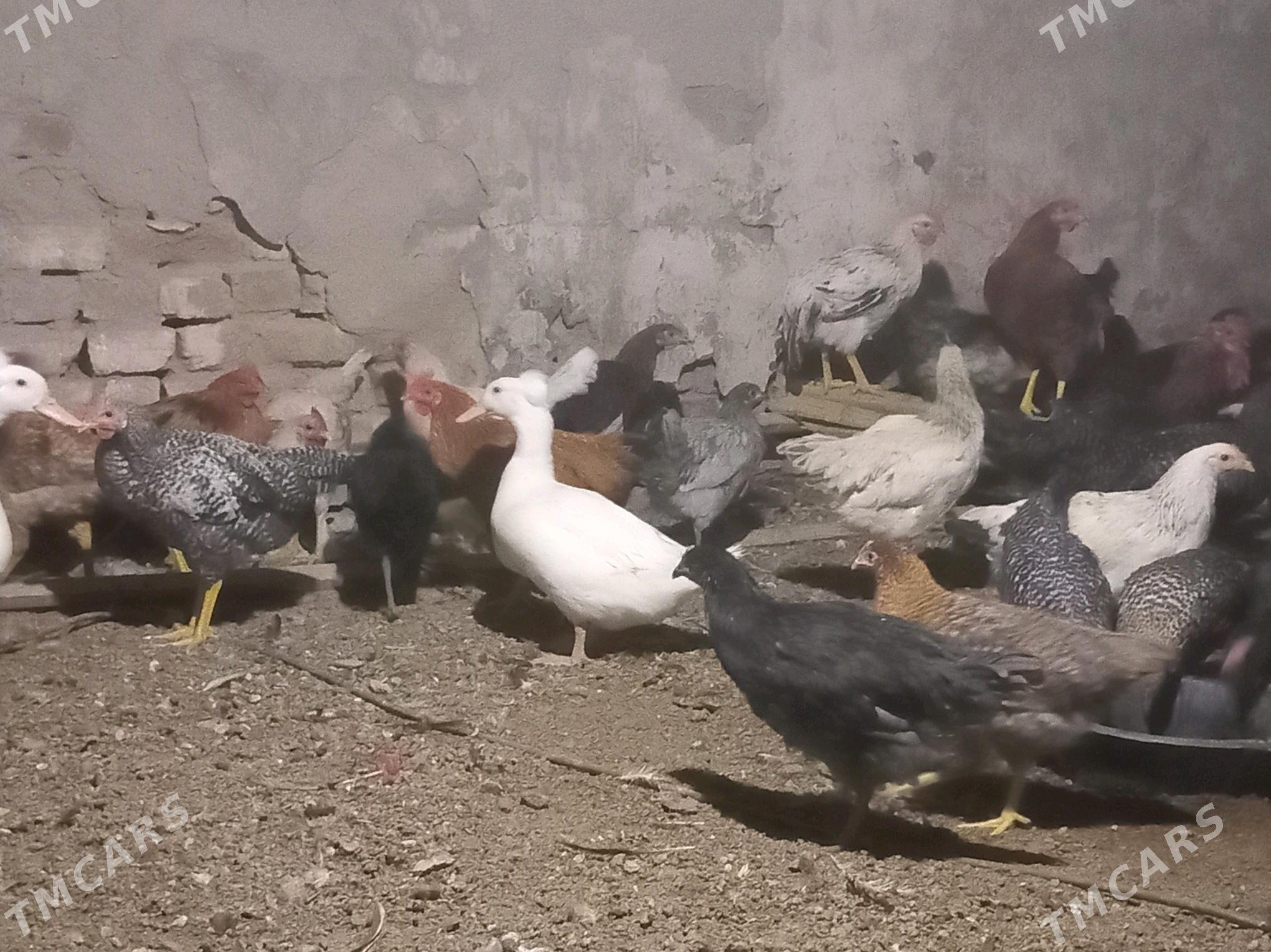 товк - Wekilbazar - img 3