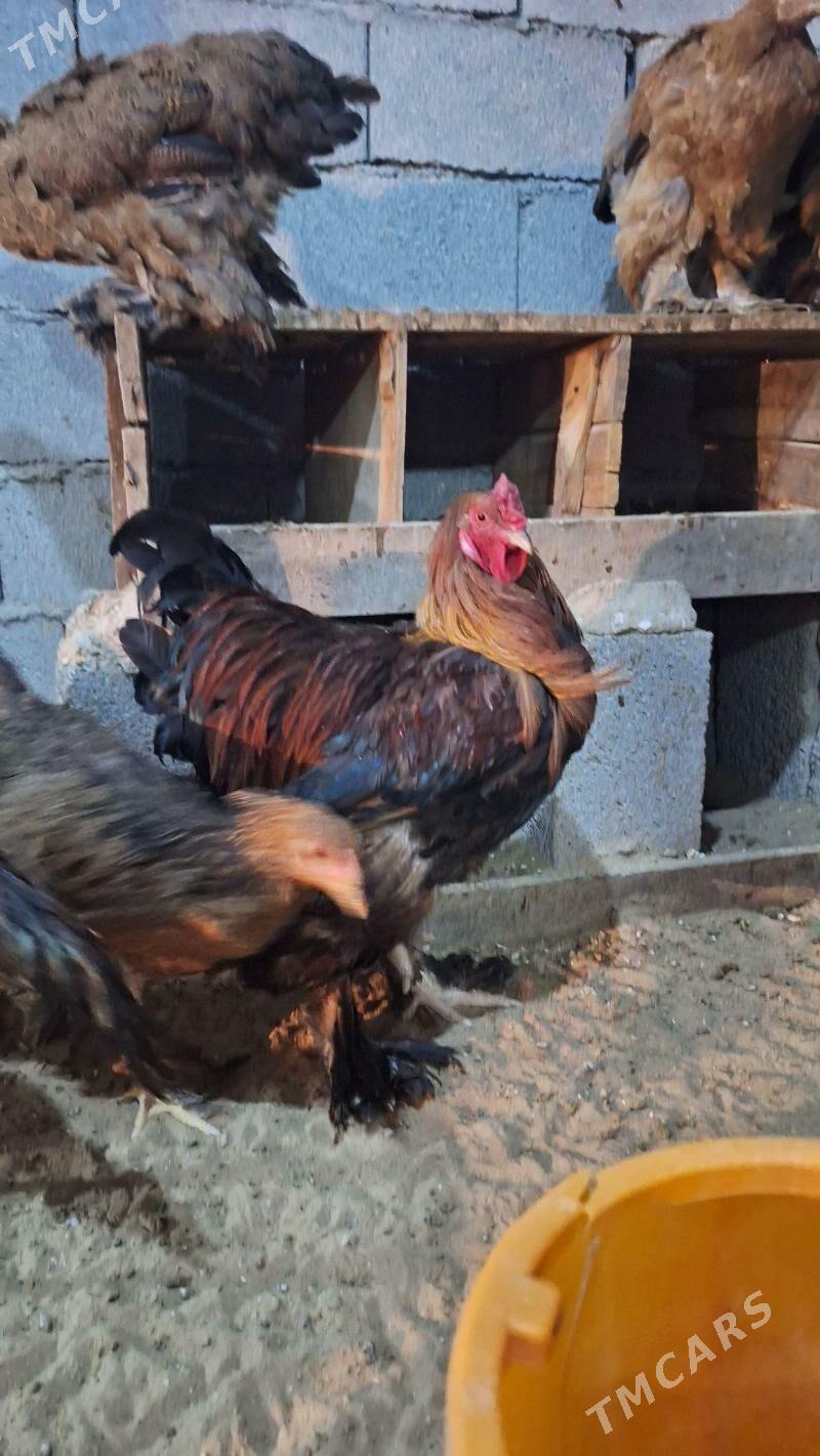 Brama horaz - Кипджак - img 2