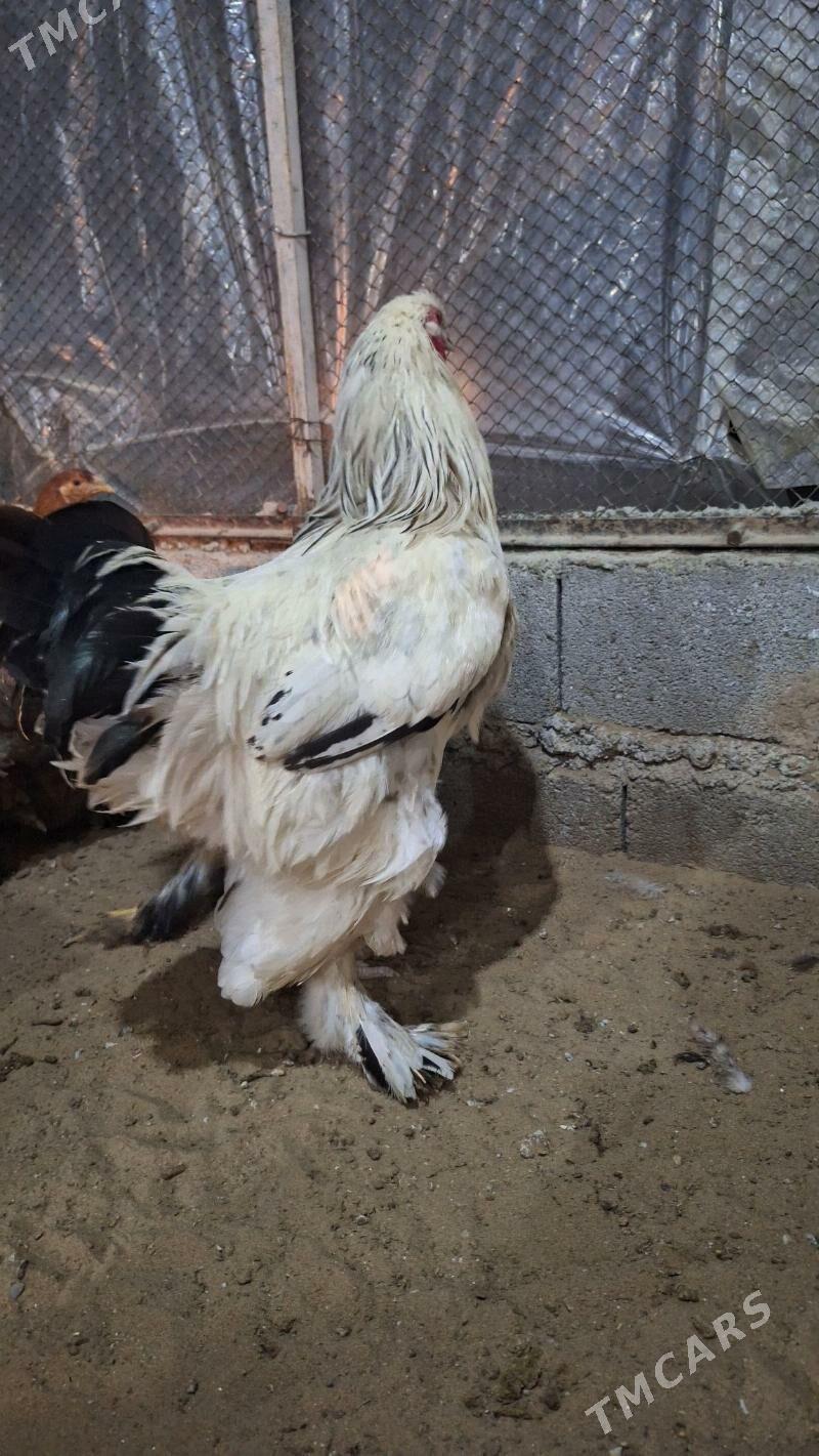 Brama horaz - Кипджак - img 3