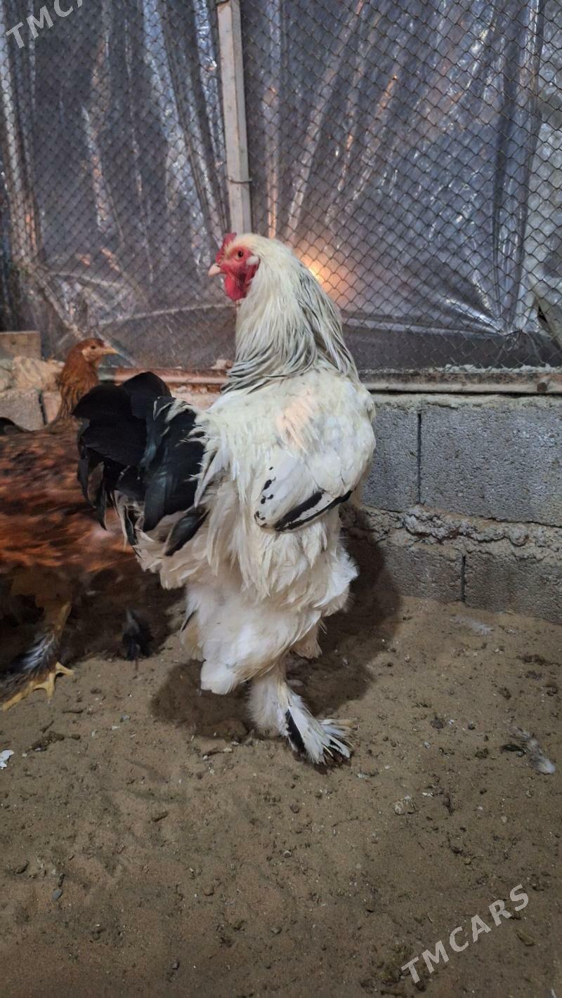 Brama horaz - Кипджак - img 4