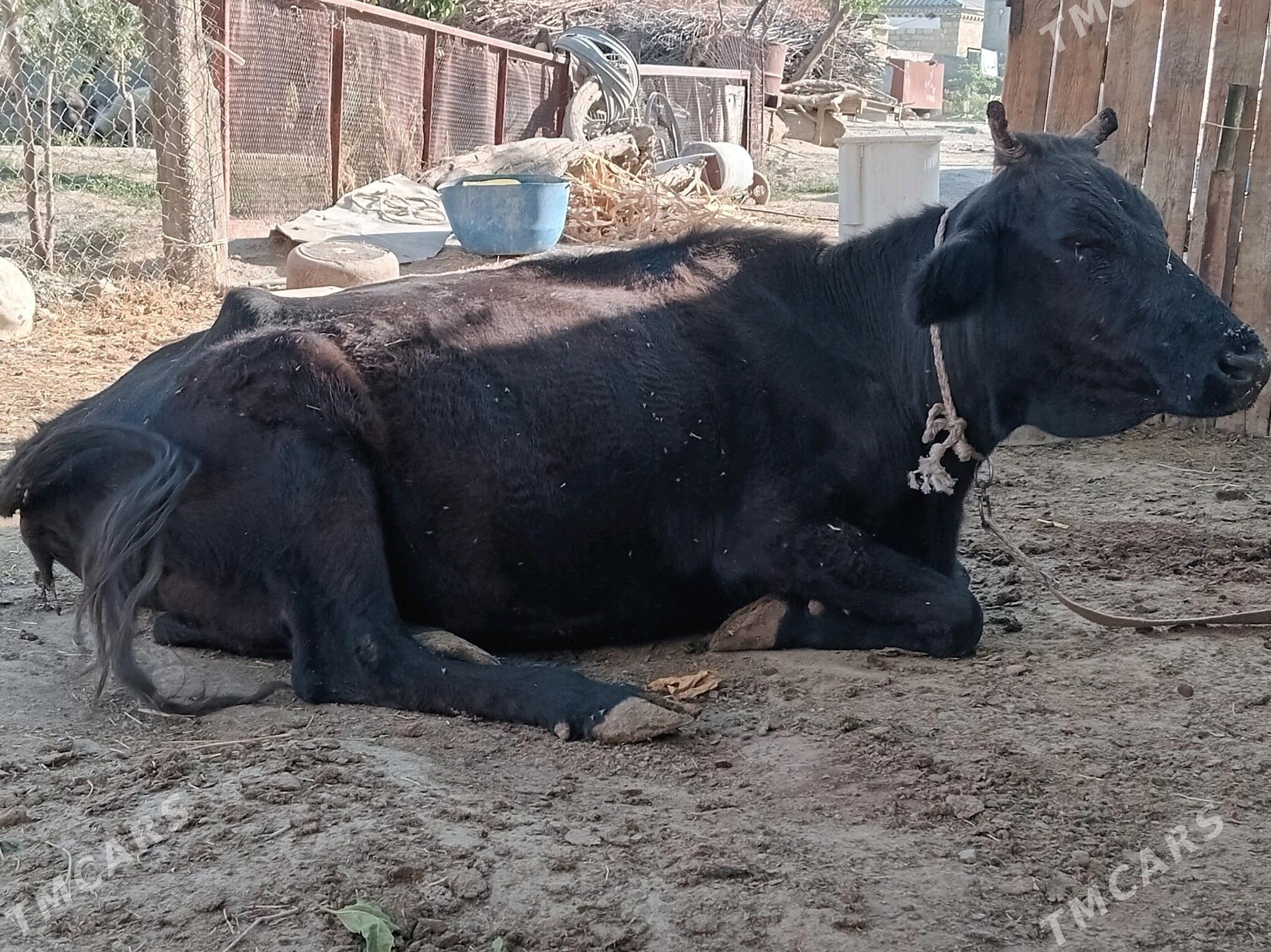 sygyr - Бахарден - img 2