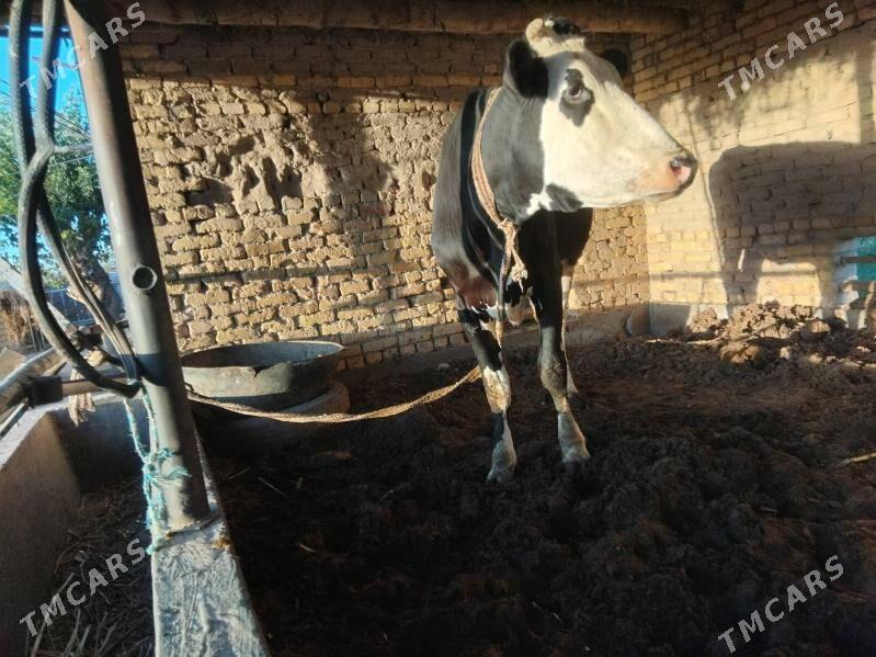 Gunajyn - Çärjew - img 4