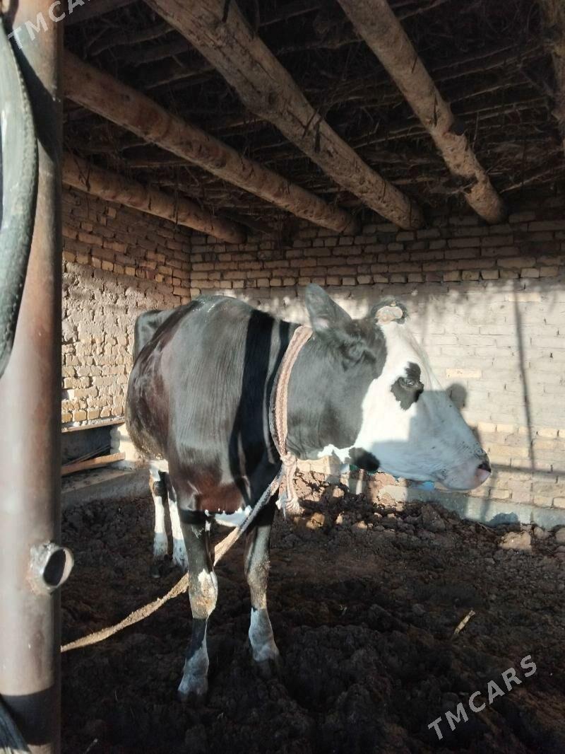 Gunajyn - Çärjew - img 2