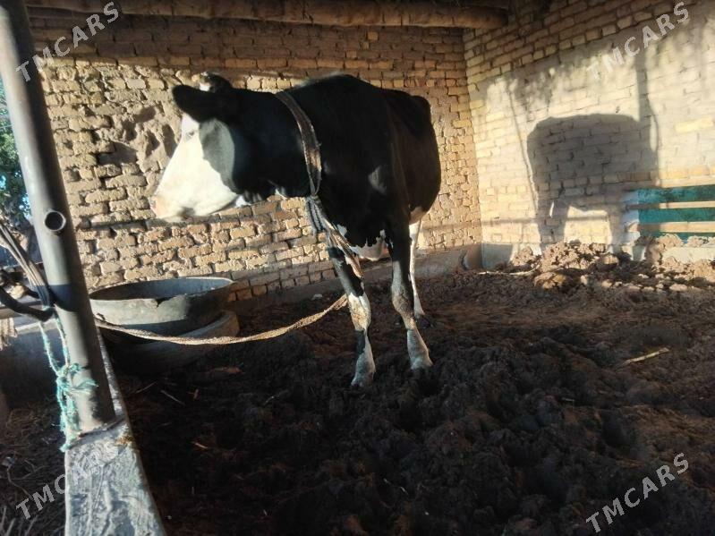 Gunajyn - Çärjew - img 3