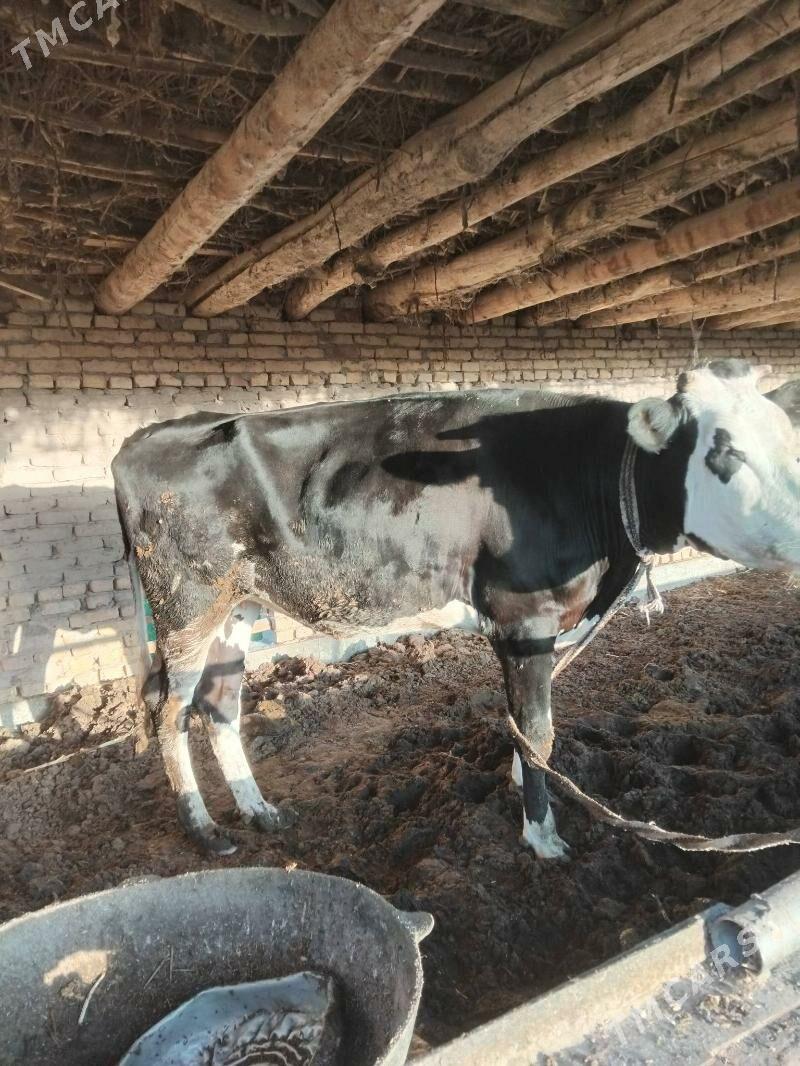 Gunajyn - Çärjew - img 5