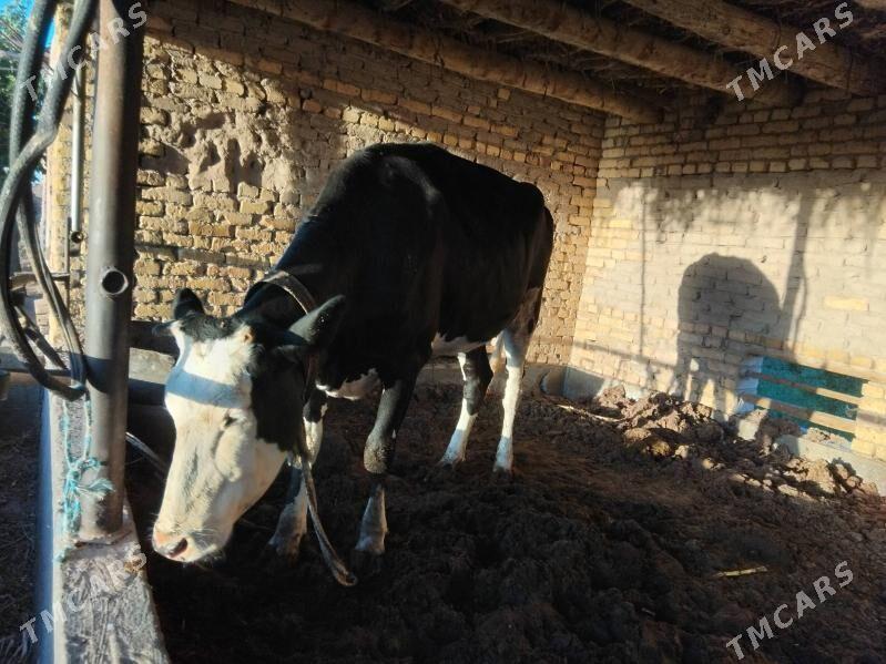 Gunajyn - Çärjew - img 7