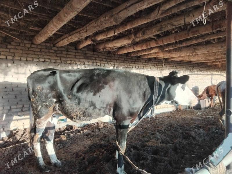 Gunajyn - Çärjew - img 6