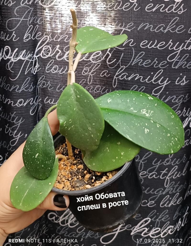 хойки - Гаудан "В" - img 8